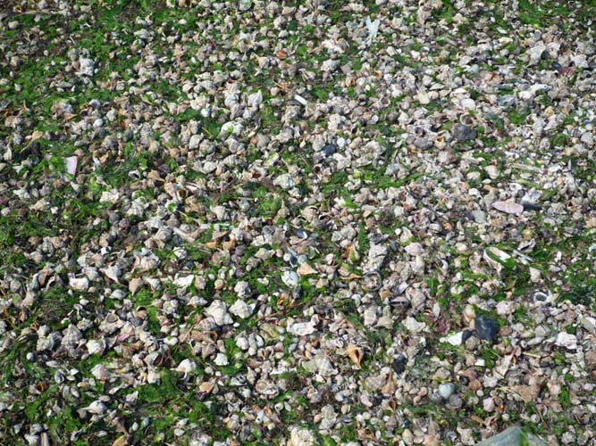 Opera della natura, o c''è lo zampino dell''uomo?